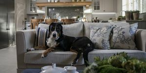 Hogar que admite mascotas: Alexander James Interior Design