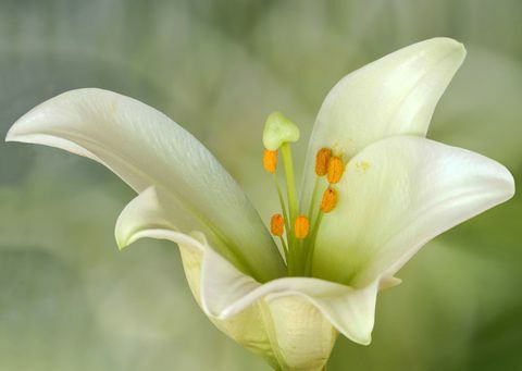 Lilium candidum o Madonna Lily, es una planta del género Lilium, uno de los verdaderos lirios. Es originaria de los Balcanes y Asia occidental.