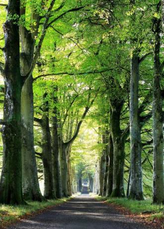 hermosos paisajes de otoño: hayas, escocia, castillo de drummond