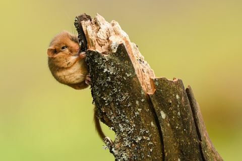 Lirón Hazel / Muscardinus avellanarius