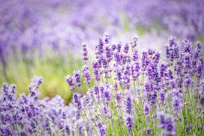 plantas de lavanda inglesa