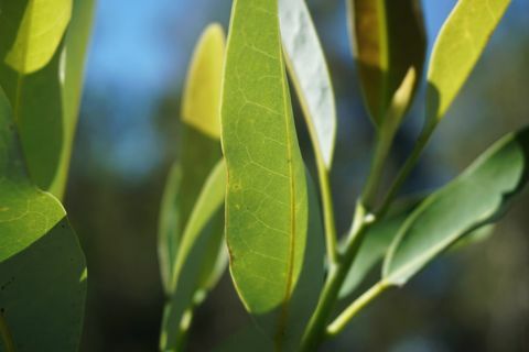 Primer plano de hojas de paleta verde brillante