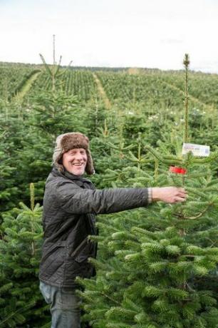 Waitrose está vendiendo árboles de Navidad gigantes de 9 pies mientras se prepara para el día más ocupado de venta de árboles