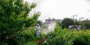 jardinero con traje protector rociando arbustos y un jardín con un pulverizador