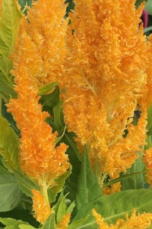 Plumaje amarillo de una planta de celosia