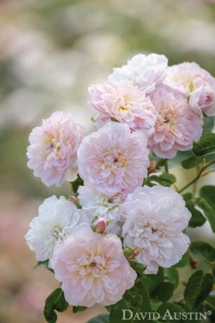 elizabeth ausmajesty rose nombrada en honor a la reina para conmemorar el jubileo de platino de la reina