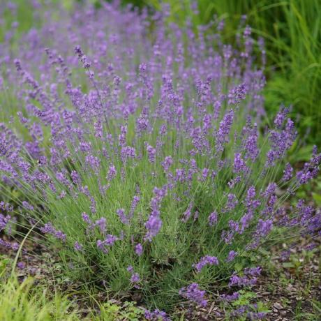 Lavándula angustifolia 'Hidcote'