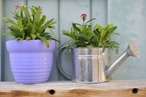 Plantas en una regadera y maceta