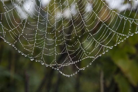 Telarañas cubiertas de gotas de rocío en una asignación o jardín en el sol de la mañana.