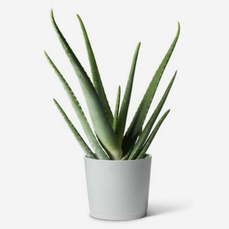 Planta de aloe vera