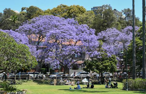 Los turistas acuden a los suburbios de Sydney para ver los árboles de jacarandá en plena floración