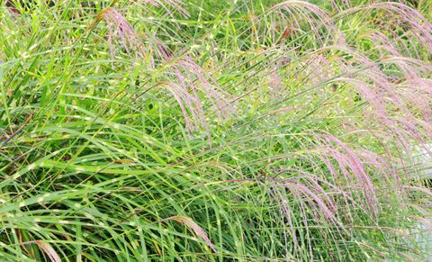 Miscanthus sinensis Hierba Flamngo