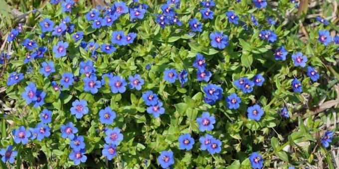 la hermosa flor de anagallis arvensis en el jardín