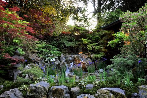 pequeño jardín de estilo japonés con árboles de acer e iris de bandera que crecen en un estanque rocoso de agua ubicado dentro de los jardines artesanales en la royal horticultural society chelsea flower show 2018