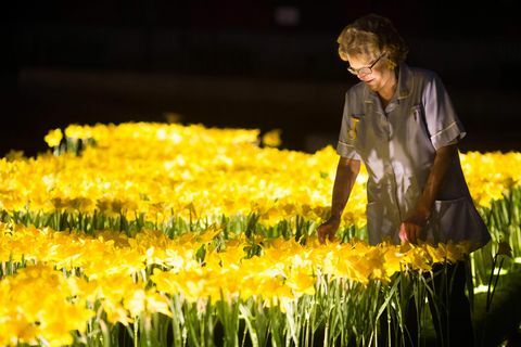 Narciso jardín para Marie Curie