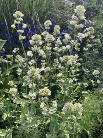 chelsea flower show ideas de plantación silvestre