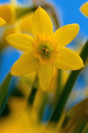 Narciso Tete a Tete