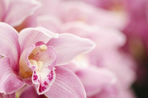 Primer plano de una orquídea rosa Cymbidium