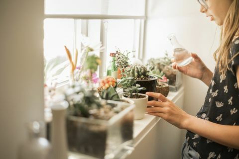 Chica tendiendo las plantas en un alféizar soleado.