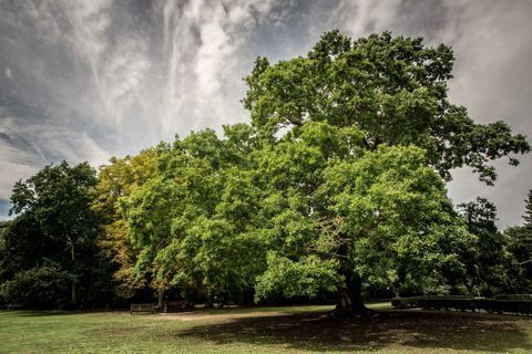 Roble de Gilwell - Árbol del año - Woodland Trust - Martyn Milner WTML