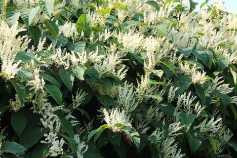 Nudo asiático burro ruibarbo especies invasoras en flor