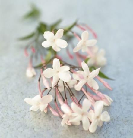 Flores de jazmín frescas