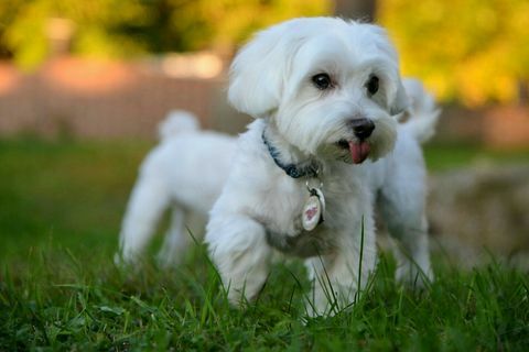 Perro maltés corriendo en la hierba