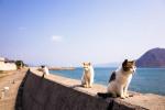 Cat Island en Japón