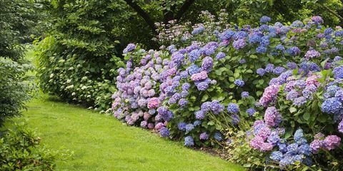 Sobre las hortensias