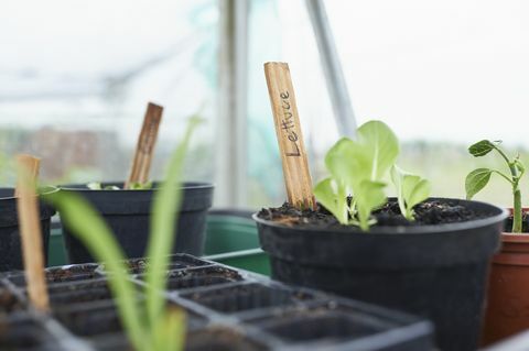 Plántulas de lechuga en invernadero