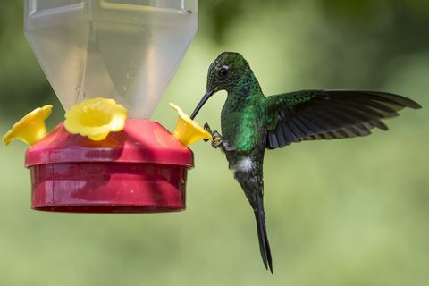 Colibríes De Costa Rica