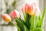 Cómo evitar que los tulipanes se caigan