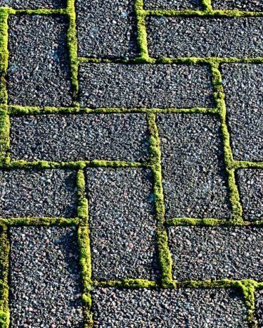 musgo que crece entre bloques de pavimentación en una pasarela de jardín