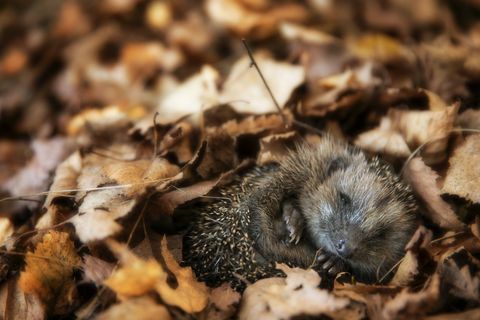 Bebé erizo está durmiendo en hojas de otoño