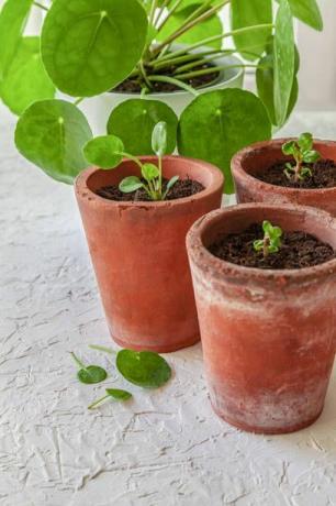 pilea peperomioides es una planta muy popular en este momento y la reina indiscutible en las redes sociales también conocida como planta misionera, planta de panqueques o planta de dinero chino