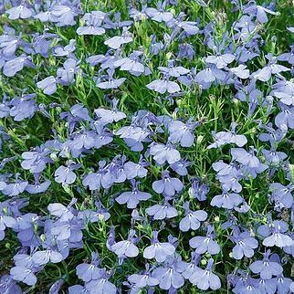 Lobelia erinus 'Azul de Cambridge'