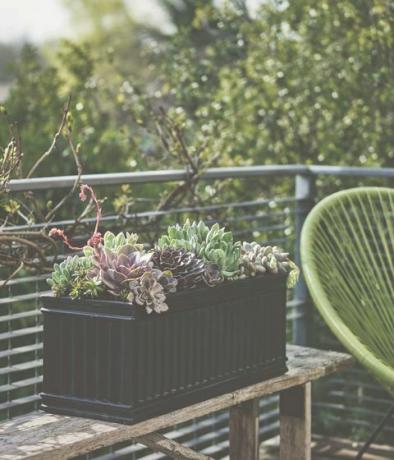 Libro moderno de jardinería en contenedores: cómo crear un elegante jardín de espacios pequeños en cualquier lugar por Isabelle Palmer (Hardie Grant, £ 16)