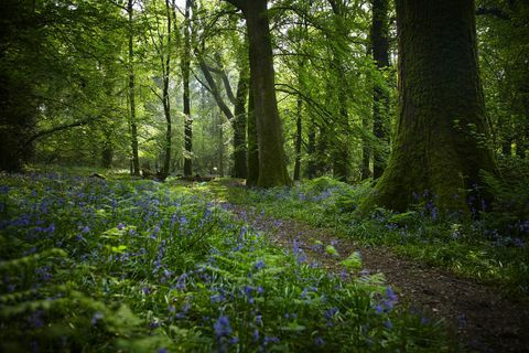 Hermosos bosques en el Reino Unido para probar Forest Bathing