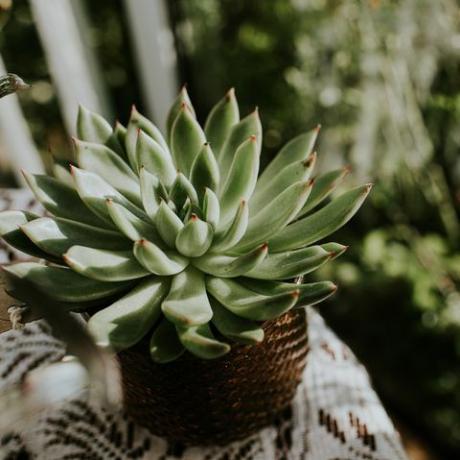 Cactus en macetas con estilo en un entorno hogareño bu una ventana soleada que se asienta sobre una mesa con un mantel conceptual con espacio para copiar