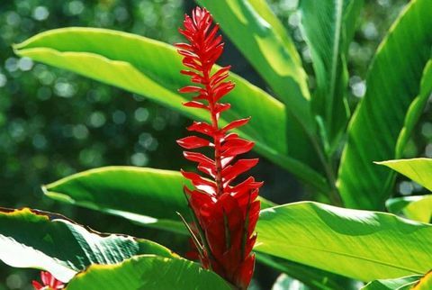 plantas-tropicales-hedychium-aurantiacum