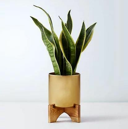 Lata de Sansevieria con Soporte de Madera