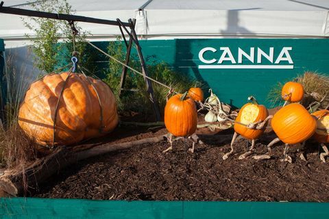 Calabazas gigantes en exhibición en el Malvern Autumn Festival 2018