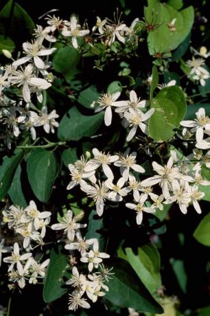 Planta con flores, Flor, Planta, naranja simulada, Familia Dogwood, Viburnum, Clematis, Familia Moschatel, Familia Melastome, Familia Honeysuckle, 