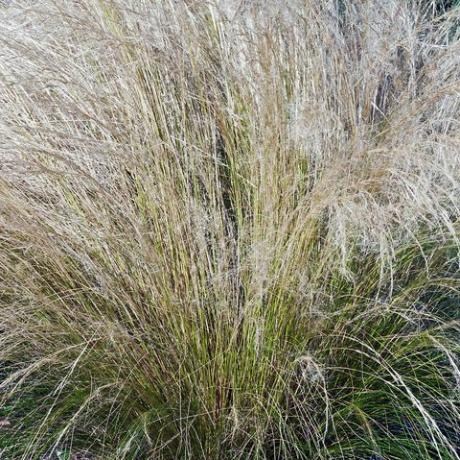 Hierbas ornamentales, hierba de plumas mexicana nassella tenuissima llamada hierba de aguja finestem, nassella de hoja fina y hierba de aguja argentina