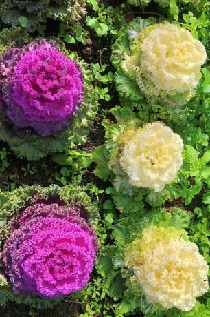 Flores de invierno en el jardín de Levent, Estambul, Turquía