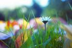 Jardinería en septiembre: esto es absolutamente todo lo que necesita hacer