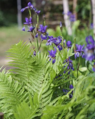 Chelsea Flower Show 2022 The Plantman's Ice Garden diseñado por John Warland Sanctuary Garden