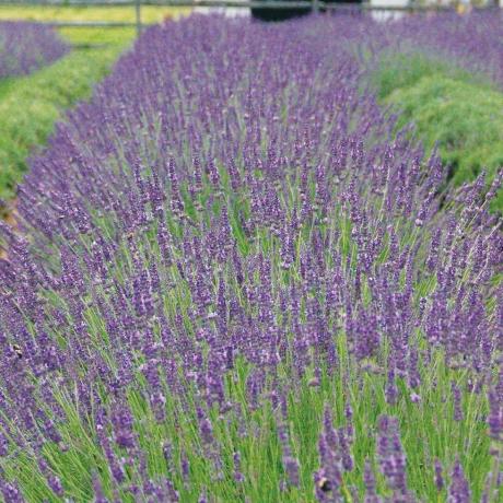 Lavandula x intermedia 'Fenomenal'