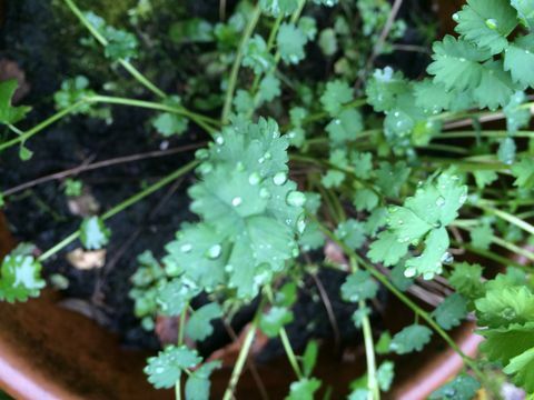 Hojas frescas de la planta de pimpinela en febrero