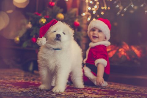 Navidad perro y bebé